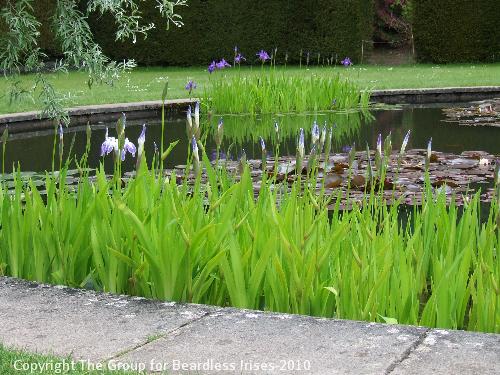 Knightshayes (19)